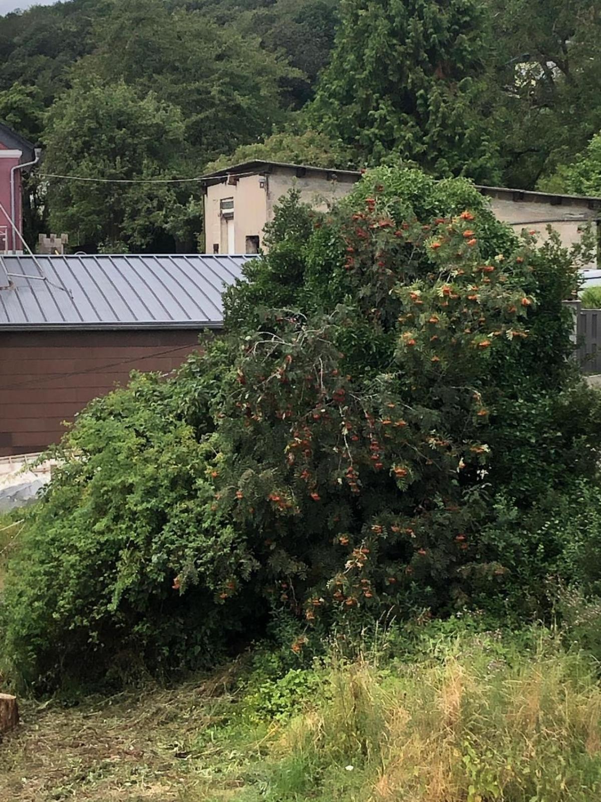 Neu Renovierte Wohnung In Alter Schule Hattgenstein Eksteriør billede